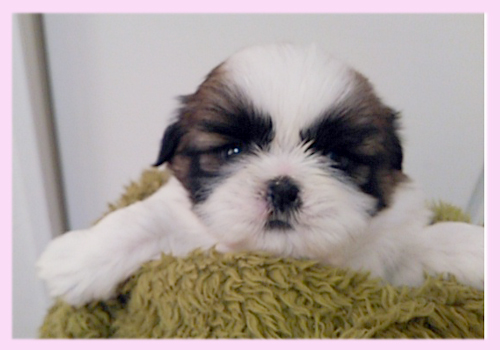 シーズー レッド&ホワイト メス 子犬販売の専門店 AngelWan 横浜