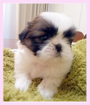 シーズー レッド&ホワイト メス 子犬販売の専門店 AngelWan 横浜