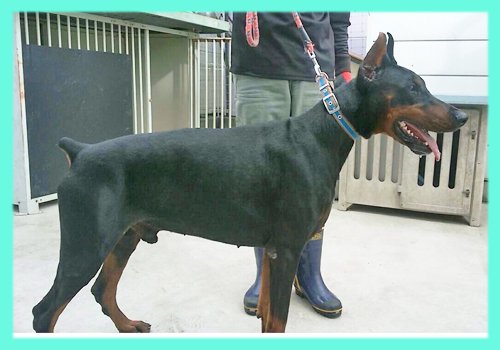 ドーベルマン 父犬 子犬販売の専門店 AngelWan 横浜