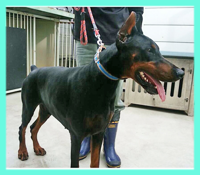 ドーベルマン　父犬　子犬販売の専門店　AngelWan　横浜