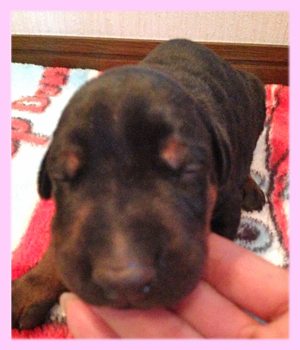 ドーベルマン　メス　子犬販売の専門店　AngelWan　横浜