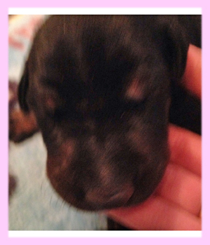 ドーベルマン　メス　子犬販売の専門店　AngelWan　横浜