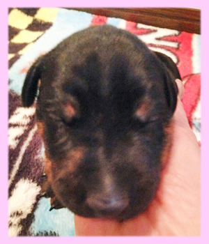 ドーベルマン メス 子犬販売の専門店 AngelWan 横浜