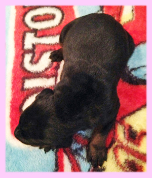 ドーベルマン メス 子犬販売の専門店 AngelWan 横浜