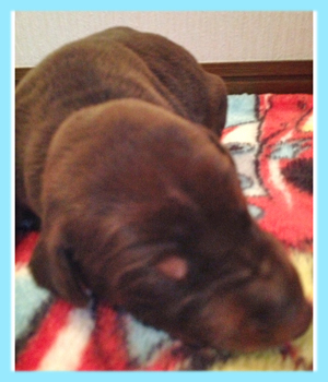 ドーベルマン　オス　子犬販売の専門店　AngelWan　横浜