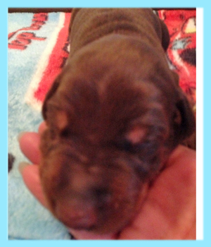 ドーベルマン　オス　子犬販売の専門店　AngelWan　横浜