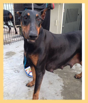 ドーベルマン 母犬 子犬販売の専門店 AngelWan 横浜