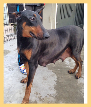 ドーベルマン 母犬 子犬販売の専門店 AngelWan 横浜