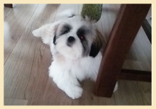 シーズー　母犬　子犬販売の専門店　AngelWan　横浜