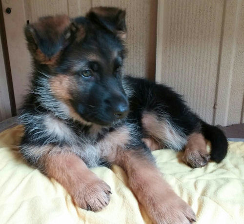 ジャーマンシェパードドッグ 子犬販売の専門店 AngelWan 横浜