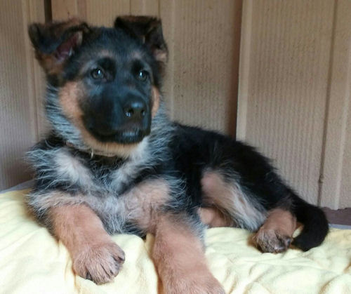 German Shepherd Dog 仔犬 ブリーダー