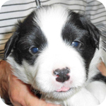 ボーダーコリー　ブラック＆ホワイト　メス　子犬販売の専門店　AngelWan　横浜
