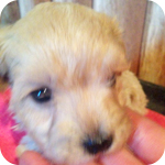 マルプー　クリーム　メス　子犬販売の専門店　AngelWan　横浜