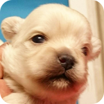 ミックス　ペキニーズ　トイプードル　メス　子犬販売の専門店　AngelWan　横浜