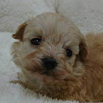 チワプー ブリーダーの子犬・子猫販売 AngelWan 横浜