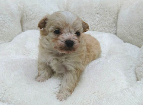 ミックス チワプー AngelWan 横浜