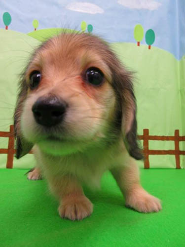 カニーンヘンダックスフンド ブリーダー 子犬専門店 AngelWan 横浜