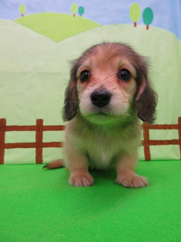 カニーンヘンダックスフンド ブリーダー 子犬専門店 AngelWan 横浜