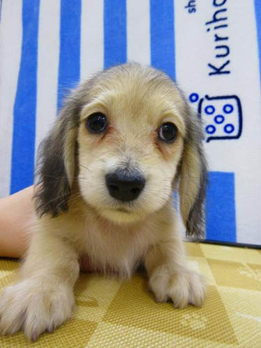カニーンヘンダックスフンド ブリーダー 子犬専門店 AngelWan 横浜