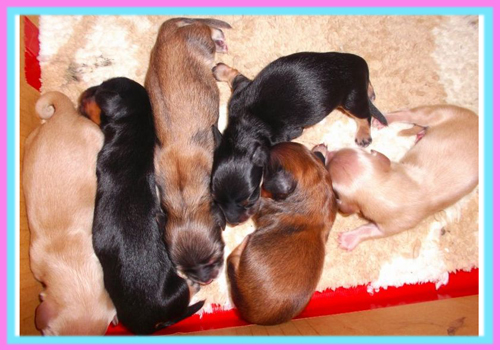 カニーンヘンダックスフンド ブリーダー 子犬専門店 AngelWan 横浜