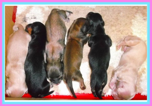 カニーンヘンダックスフンド ブリーダー 子犬専門店 AngelWan 横浜