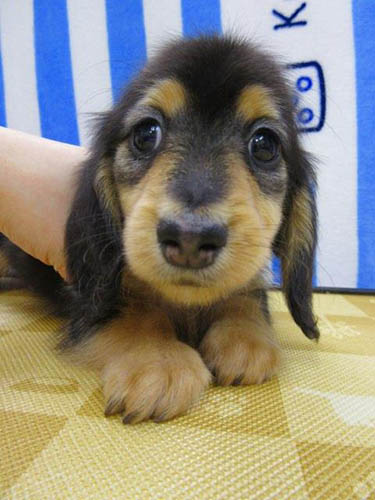 カニーンヘンダックスフンド ブリーダー 子犬専門店 AngelWan 横浜