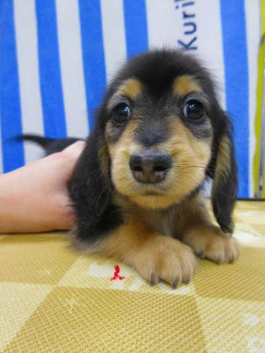 カニーンヘンダックスフンド ブリーダー 子犬専門店 AngelWan 横浜
