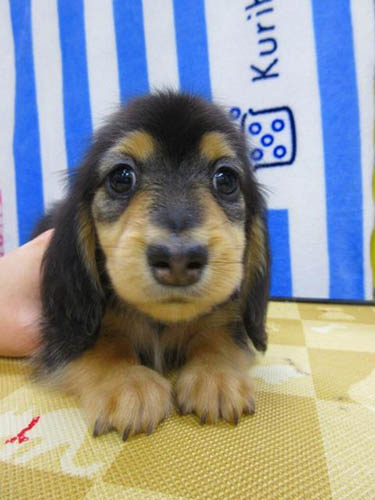 カニーンヘンダックスフンド ブリーダー 子犬専門店 AngelWan 横浜