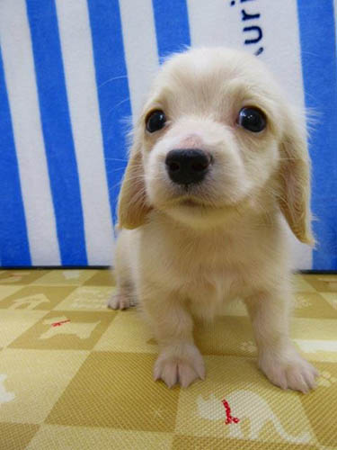 カニーンヘンダックスフンド ブリーダー 子犬専門店 AngelWan 横浜