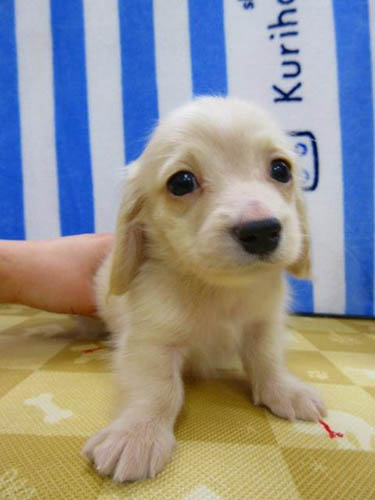 カニーンヘンダックスフンド ブリーダー 子犬専門店 AngelWan 横浜