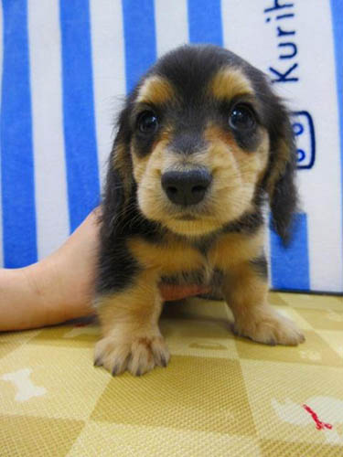 カニーンヘンダックスフンド ブリーダー 子犬専門店 AngelWan 横浜