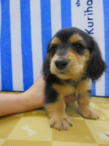 カニーンヘンダックスフンド ブリーダー 子犬専門店 AngelWan 横浜