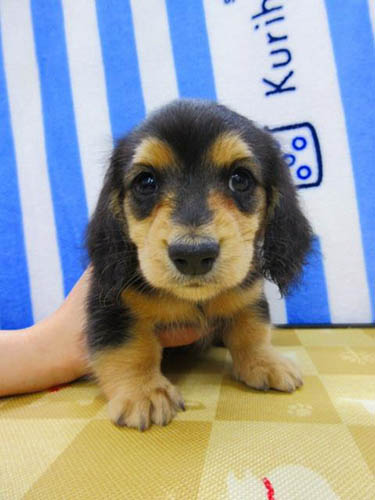 カニーンヘンダックスフンド ブリーダー 子犬専門店 AngelWan 横浜