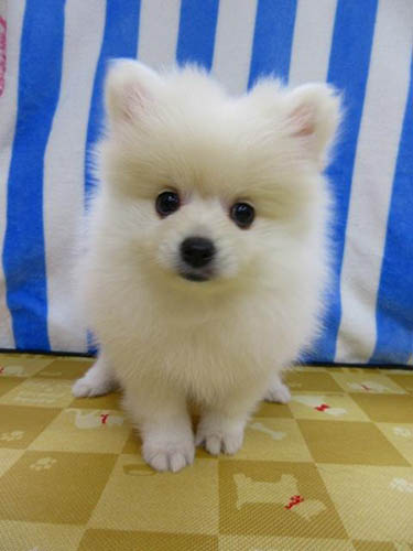 ポメラニアン ブリーダー 子犬専門店 AngelWan 横浜