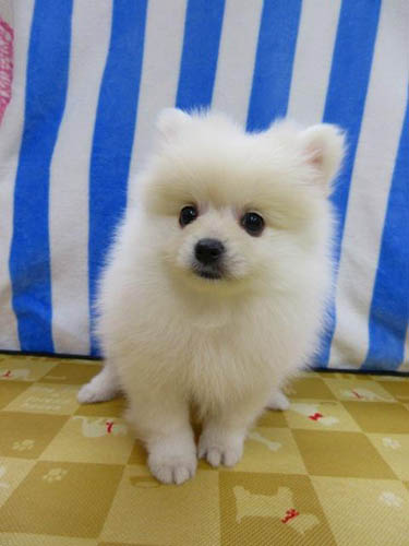 ポメラニアン ブリーダー 子犬専門店 AngelWan 横浜