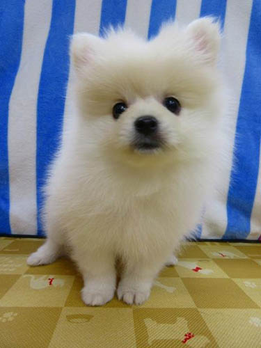 ポメラニアン ブリーダー 子犬専門店 AngelWan 横浜