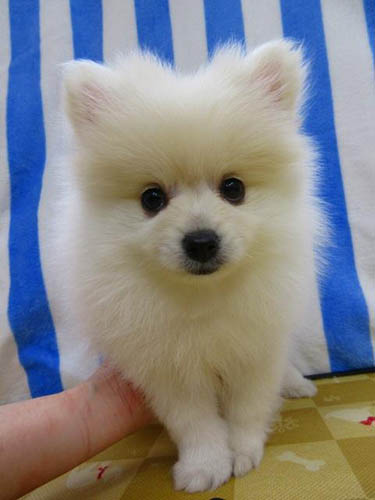 ポメラニアン ブリーダー 子犬専門店 AngelWan 横浜