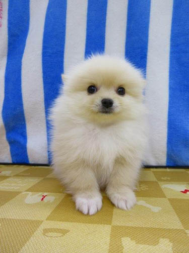 ポメラニアン ブリーダー 子犬専門店 AngelWan 横浜