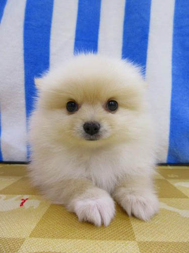 ポメラニアン ブリーダー 子犬専門店 AngelWan 横浜