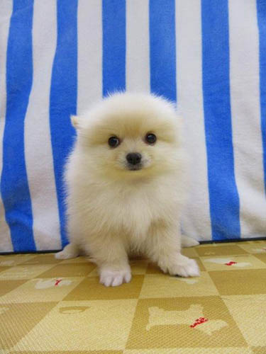 ポメラニアン ブリーダー 子犬専門店 AngelWan 横浜