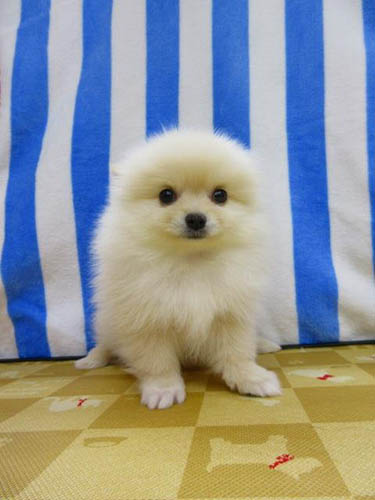 ポメラニアン ブリーダー 子犬専門店 AngelWan 横浜