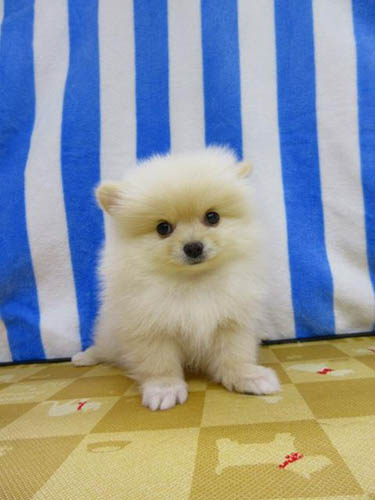 ポメラニアン ブリーダー 子犬専門店 AngelWan 横浜