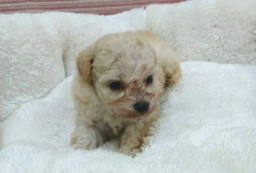 ミックス　雑種　子犬販売の専門店　AngelWan　横浜　ブリーダー