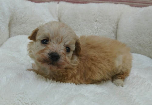 ミックス　子犬販売の専門店　AngelWan　横浜