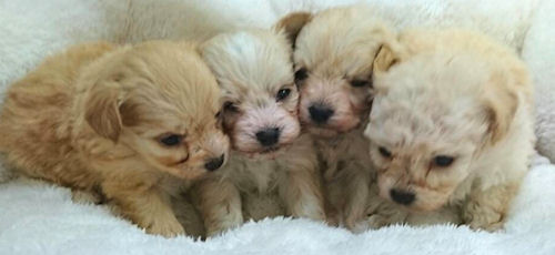チワプー　子犬販売の専門店　AngelWan　横浜　ブリーダー　ペットショップ