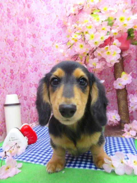 カニンヘンダックスフンド 子犬直販 ブリーダー