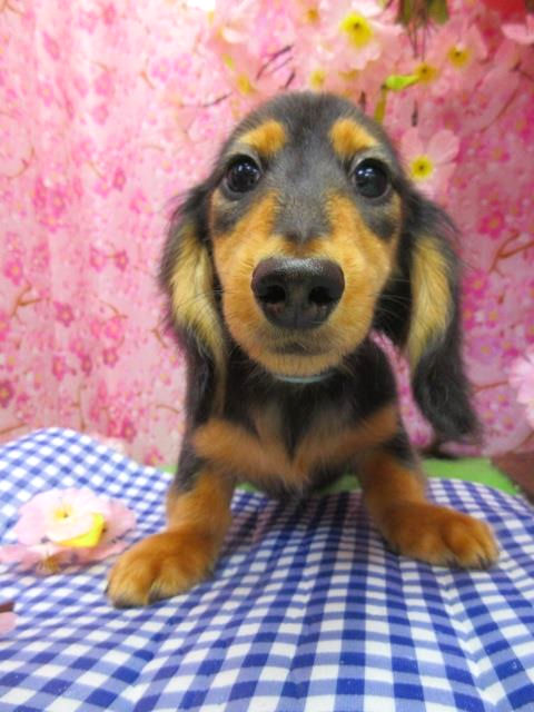 カニ　ダックス　短足　かわいい