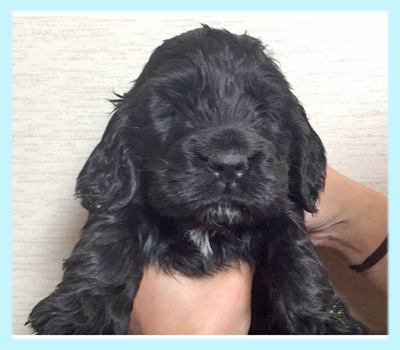 イングリッシュコッカースパニエル ブラック オス 子犬販売の専門店 AngelWan 横浜