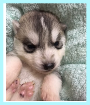 シベリアンハスキー　シルバー＆ホワイト　オス　子犬販売の専門店　AngelWan　横浜