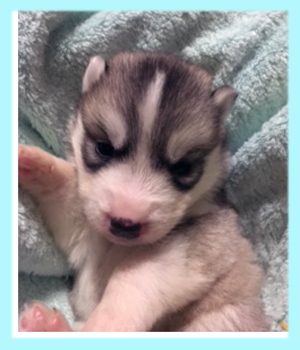 シベリアンハスキー シルバー&ホワイト オス 子犬販売の専門店 AngelWan 横浜